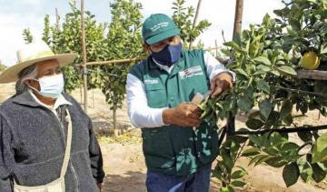 Agricultores de Tacna se unen para exportar naranja a Chile en 2023