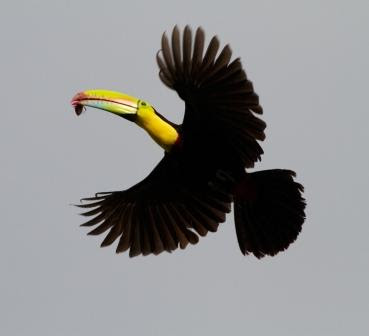 Keel-Billed Toucan © Brian Gratwicke*