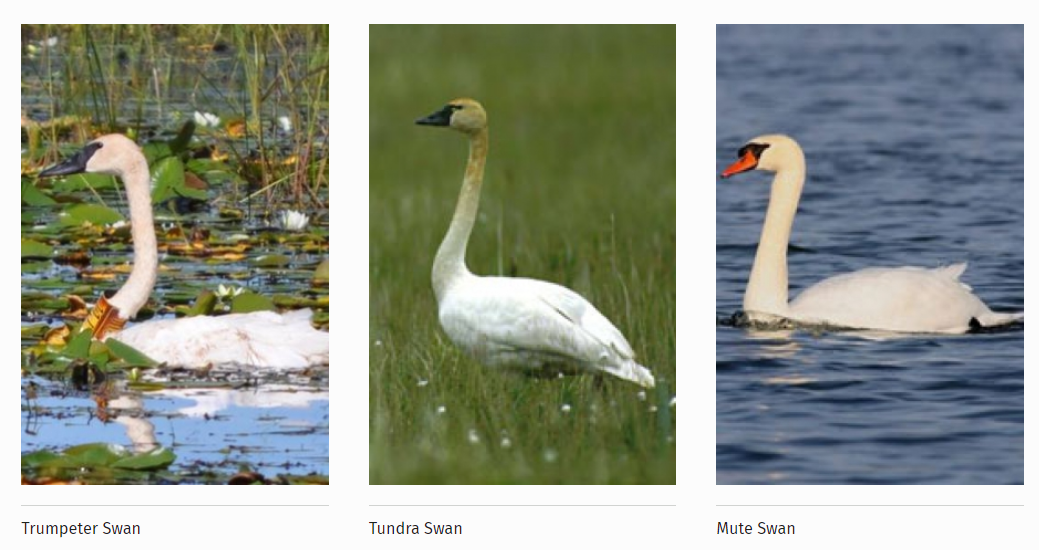 photos of three different types of swans side by side