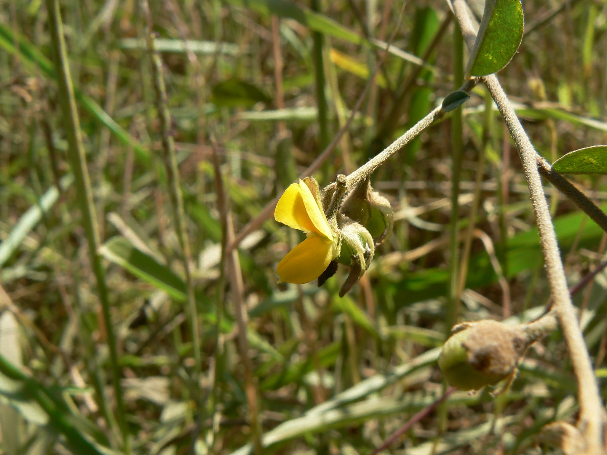 Crotalaria sp. ... FOR ID