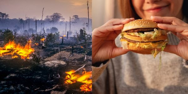 A burning rain forest and a person eating a cheeseburger