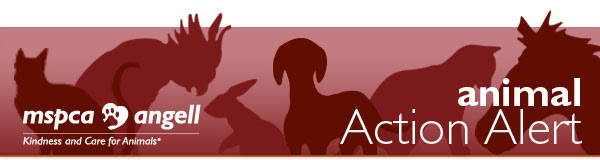 MSPCA-Angell: Animal Action Alert