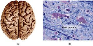 Image result for IMAGES OF SCIENCE BREAKING DOWN MOLECULAR TISSUE