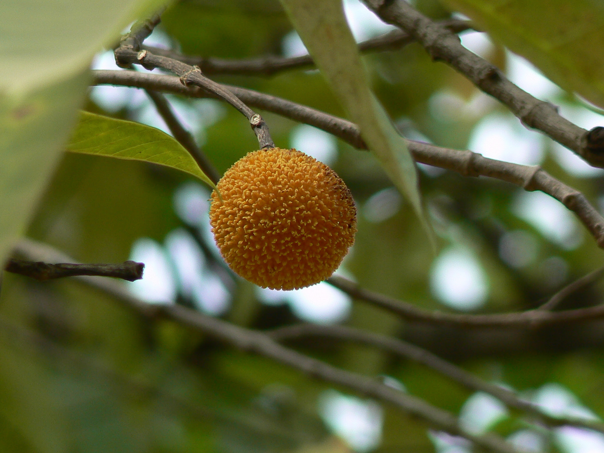 Neolamarckia cadamba (Roxb.) Bosser