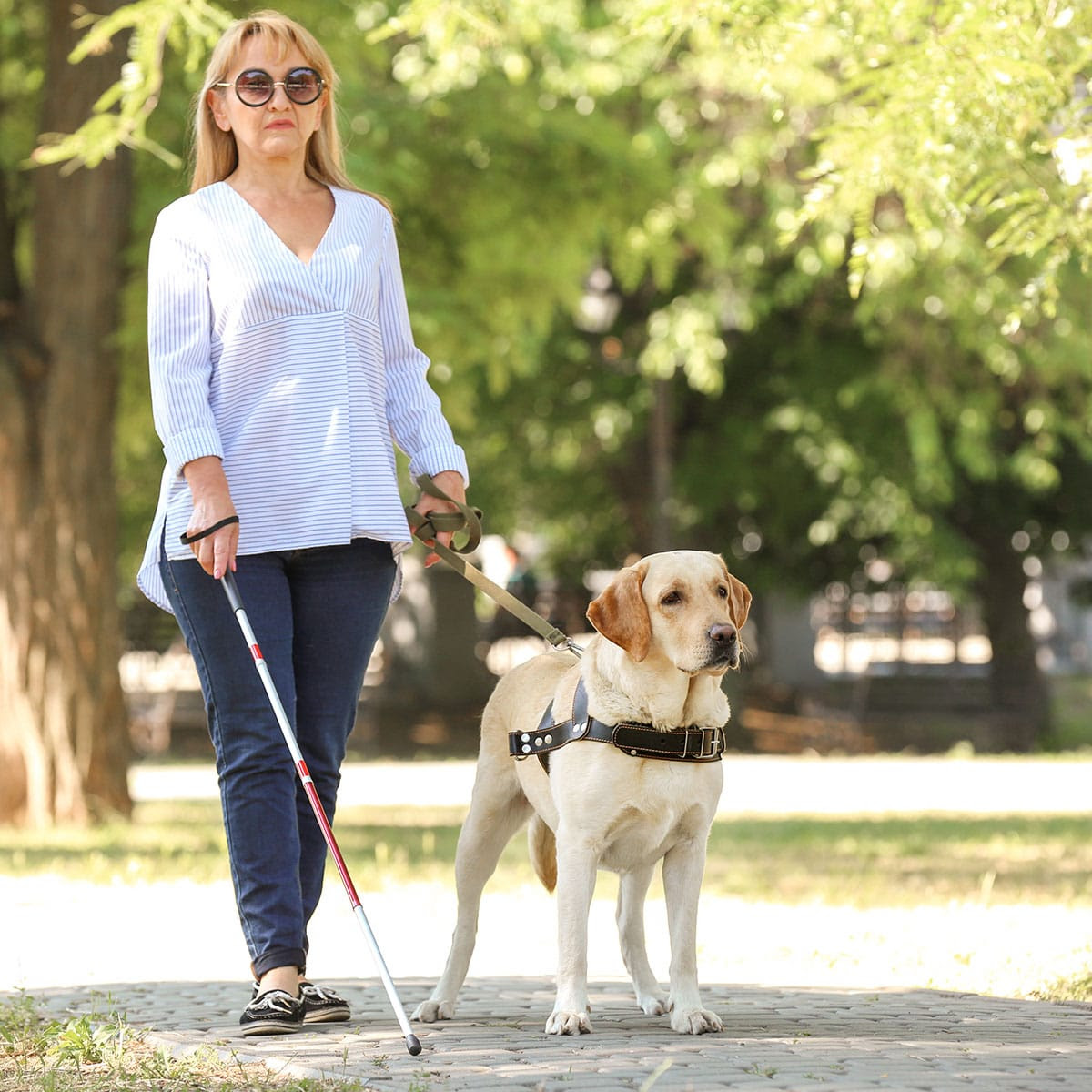 A blind woman taking a walk with her guide dog.