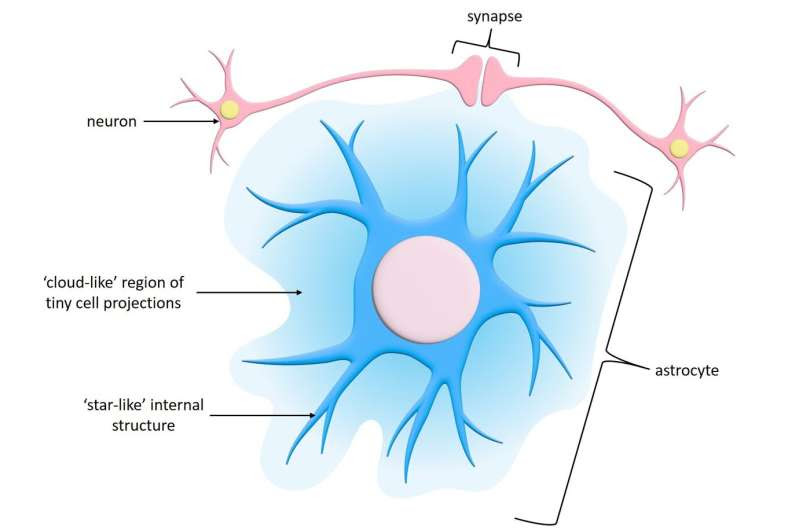 Stargazing in the brain: “Star-like” cells display unique activity patterns