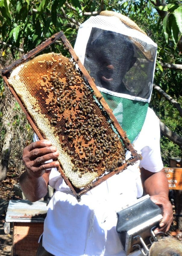 Santiago de la Cruz muestra un cuadro de cría y producción de miel