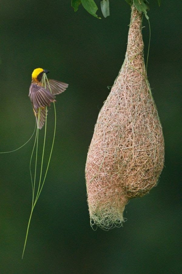 Weaver bird building nest.