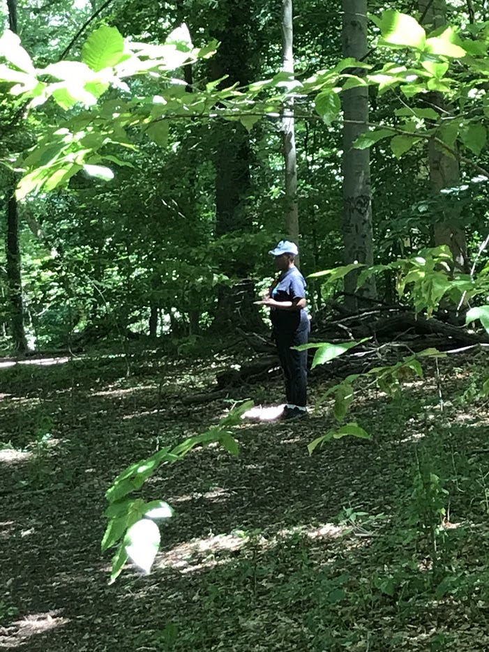 Listening in the Woods