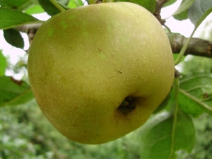 Ashmead's Kernel - originated  Gloucestershire 1700. Pick Oct. ripens in Dec keeps until March