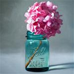 Jar of Pink Hydrangeas - Posted on Monday, February 23, 2015 by Lauren Pretorius