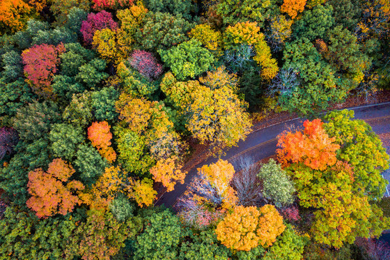 Forest displaying vibrant fall color of yellow, orange and red