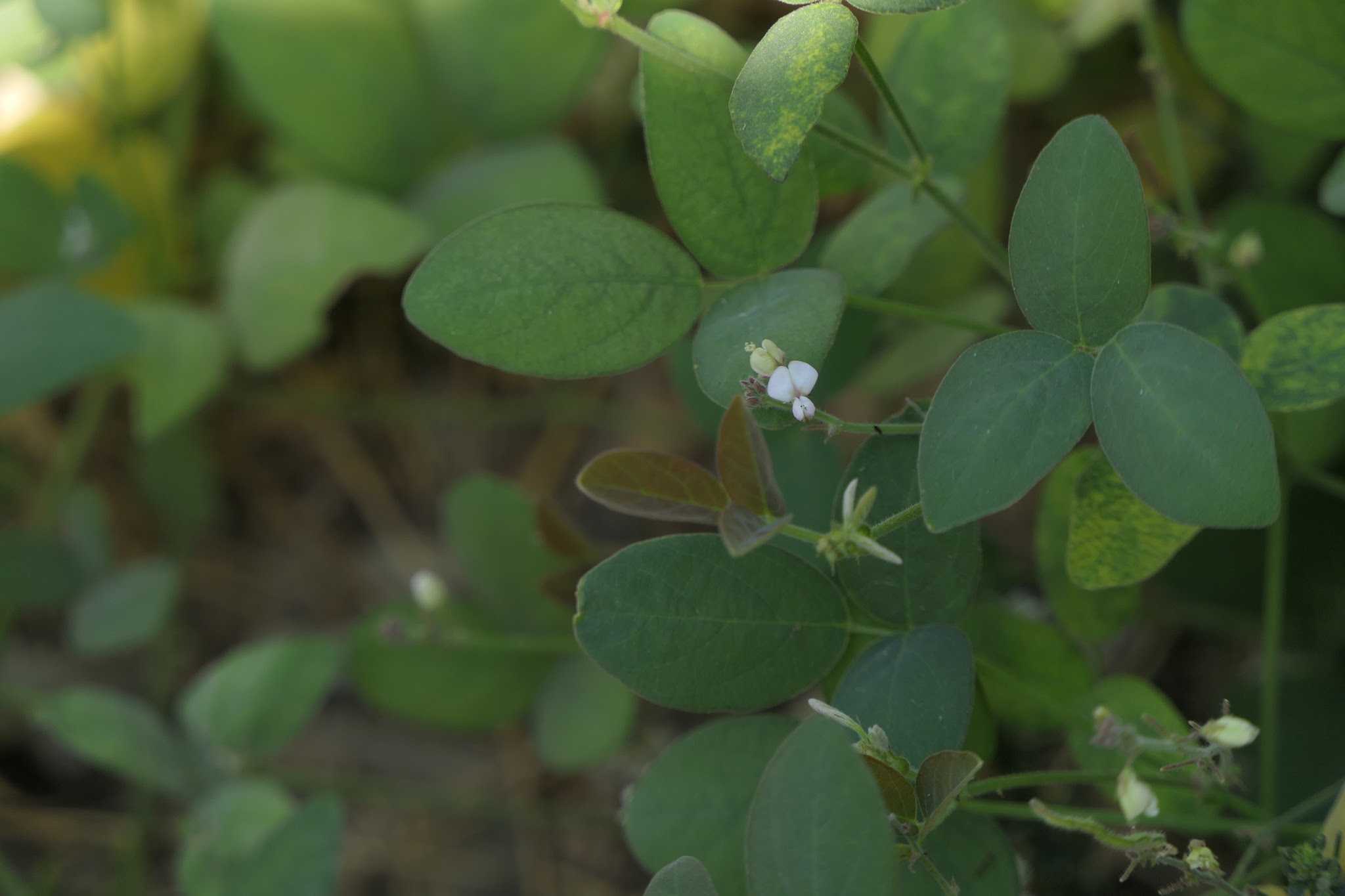 Desmodium scorpiurus (Sw.) Poir.