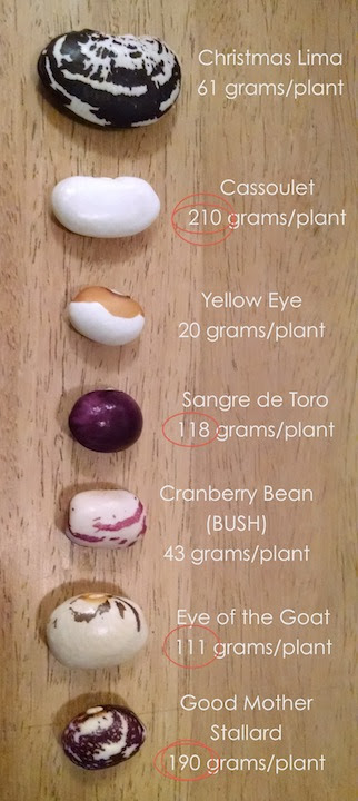 https://georgetownjesse.files.wordpress.com/2015/11/bean-tally.jpg