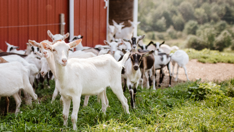 UVM Goat Dairy Tours
