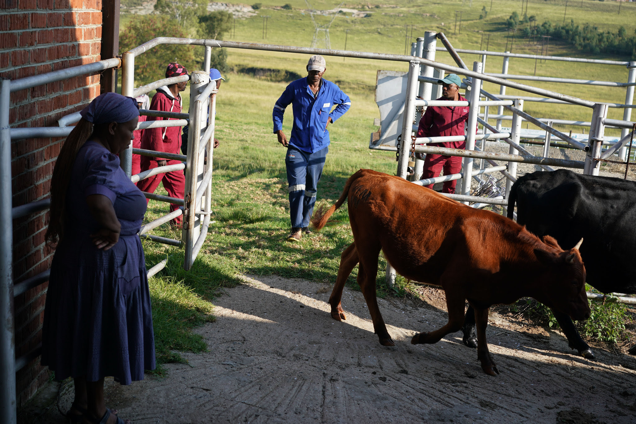 Ephraim Dhlamini arriving with livestock at an auction in Vrede. He said he was suspicious of the dairy farm project from the start. Credit Joao Silva/The New York Times 