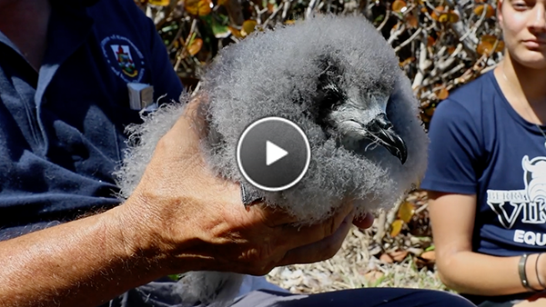 Watch The Cahow Chick Get Banded During A Health Check.