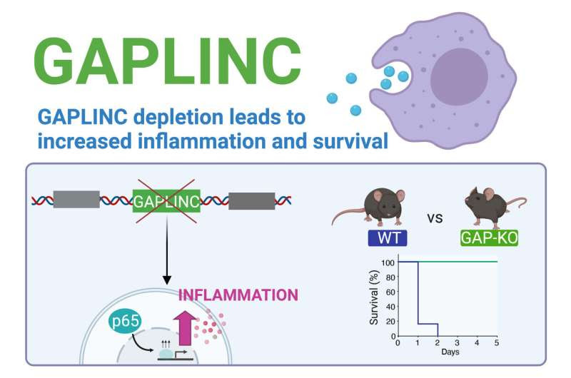 Study identifies noncoding RNA involved in immune response and sepsis