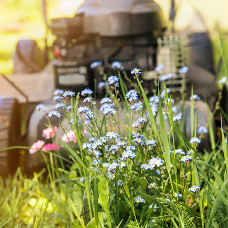 TIPS - May - What Is ‘No Mow May’? - 5 Ways to Help The Bees 
