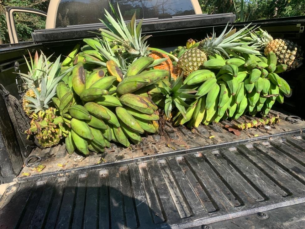 Back of a pickup truck filled with bananas and pineapples