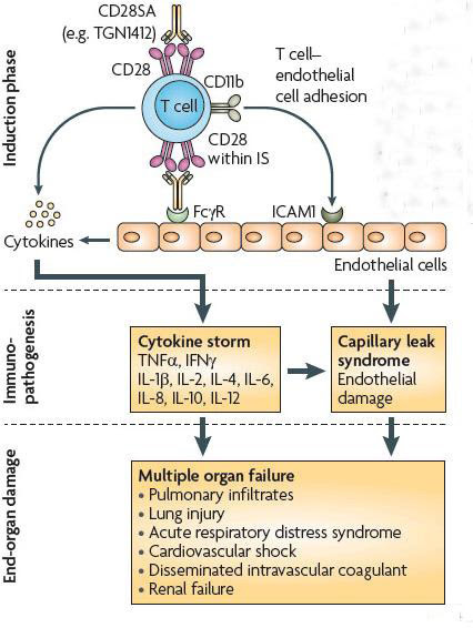 DT 412 CYTOKINE STORM (3)