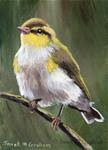 Wood Warbler ACEO - Posted on Friday, February 27, 2015 by Janet Graham