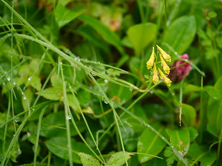 Corydalis filiformis