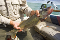 Walleye fishing in Michigan close-up of walleye caught in Michigan