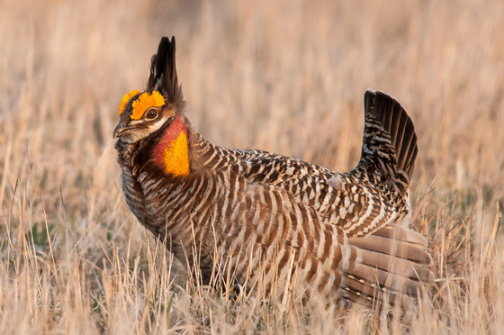 An image of a greater prairie-chicken walking through a prairie. 