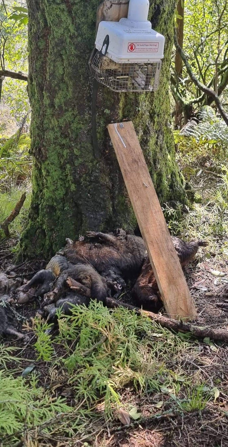 NZ Autotraps pile of dead possums