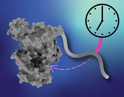 Scientists discover how a common mutation leads to ‘night owl’ sleep disorder