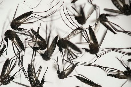Những điều cần biết về virus Zika gây dị tật đầu nhỏ cho thai nhi