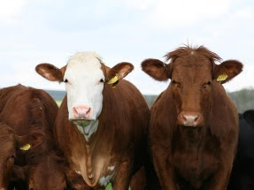 From Beer to Biogas: Creating Green Energy Using Brewer’s Grain Farm Waste