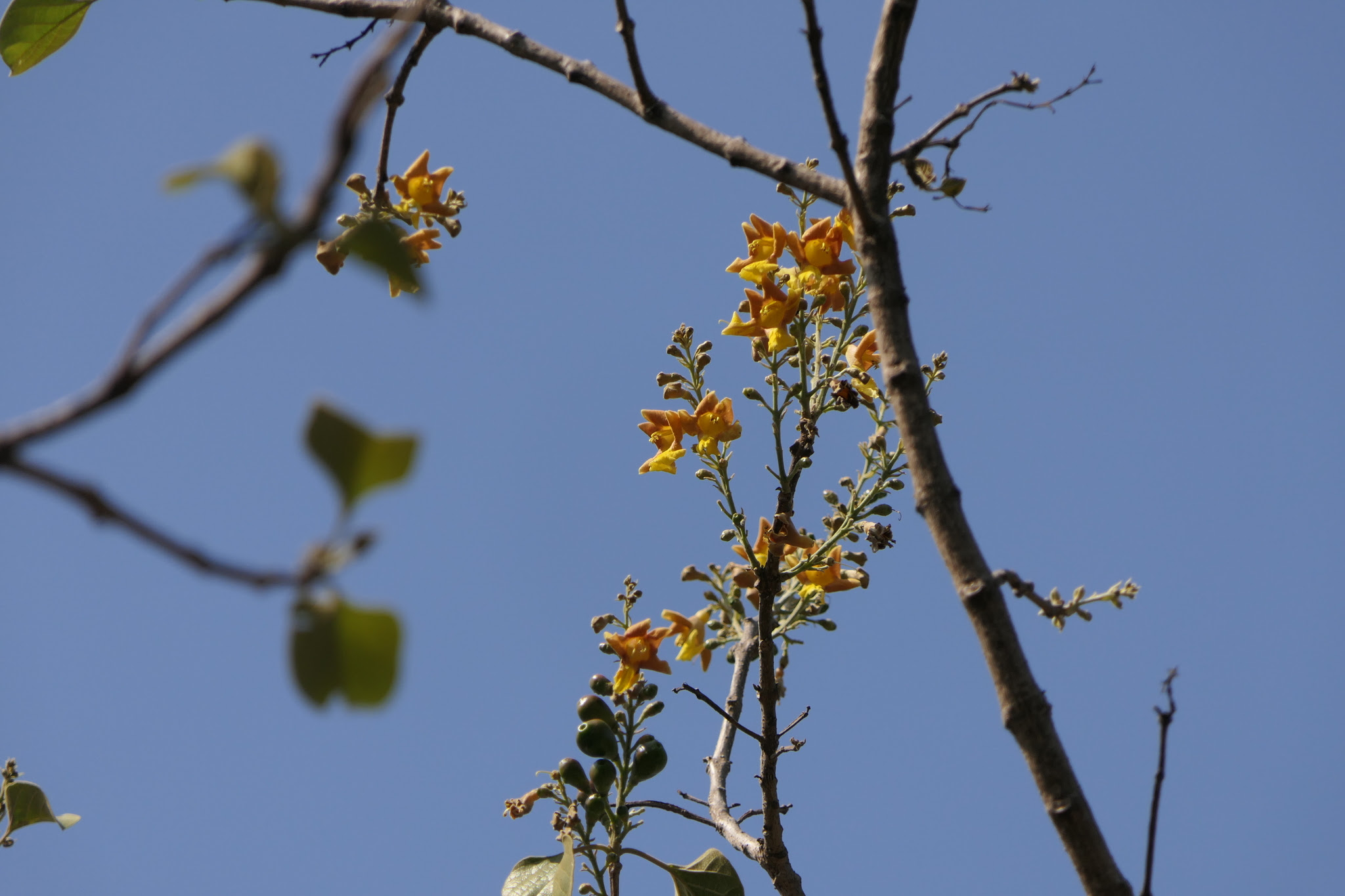 Gmelina arborea Roxb. ex Sm.