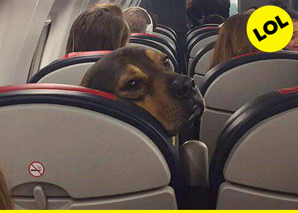 Just try to drag me out of this seat - I PAID FOR IT Animals