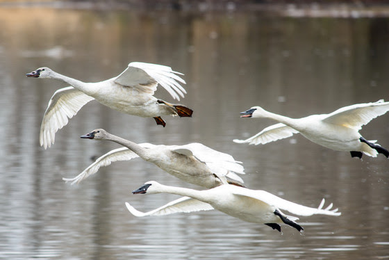 A family of trumpeter swans flys over water