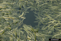 Photo of Hydrilla by David J. Moorhead, University of Georgia, Bugwood.org