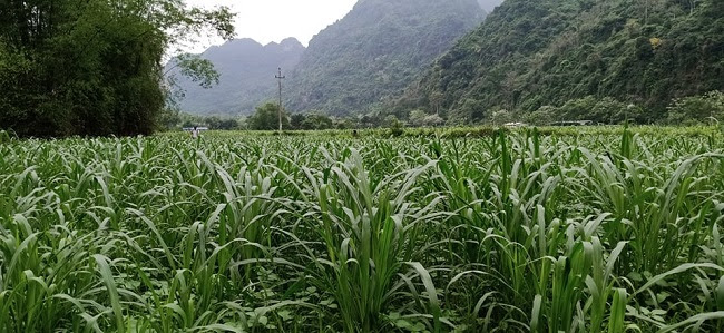 Nuôi loại bò “siêu to khổng lồ”, cơ bắp cuồn cuộn, 9x đút túi hàng trăm triệu đồng - 3