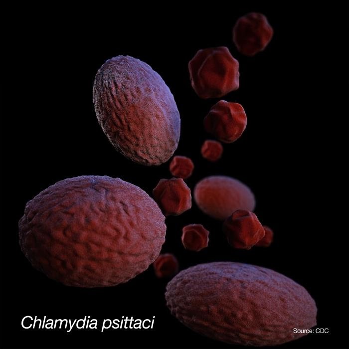 3D illustration of Chlamydia psittaci bacteria