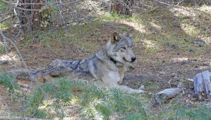 After an 8,700-Mile Journey, an Endangered Gray Wolf Is Found Dead image