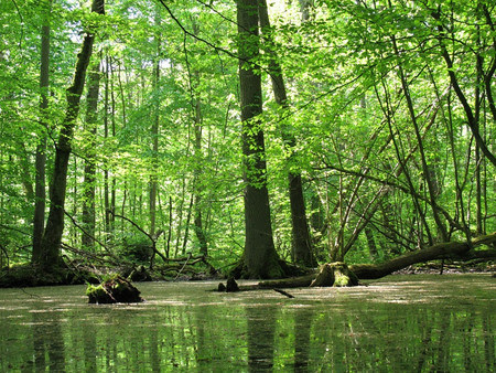 Wie nass Nassstandorte aussehen können, zeigt eindrücklich das Foto aus dem Forstamt Schuenhagen in Mecklenburg-Vorpommern. Foto: Andreas Baumgart, Landesforst-MV