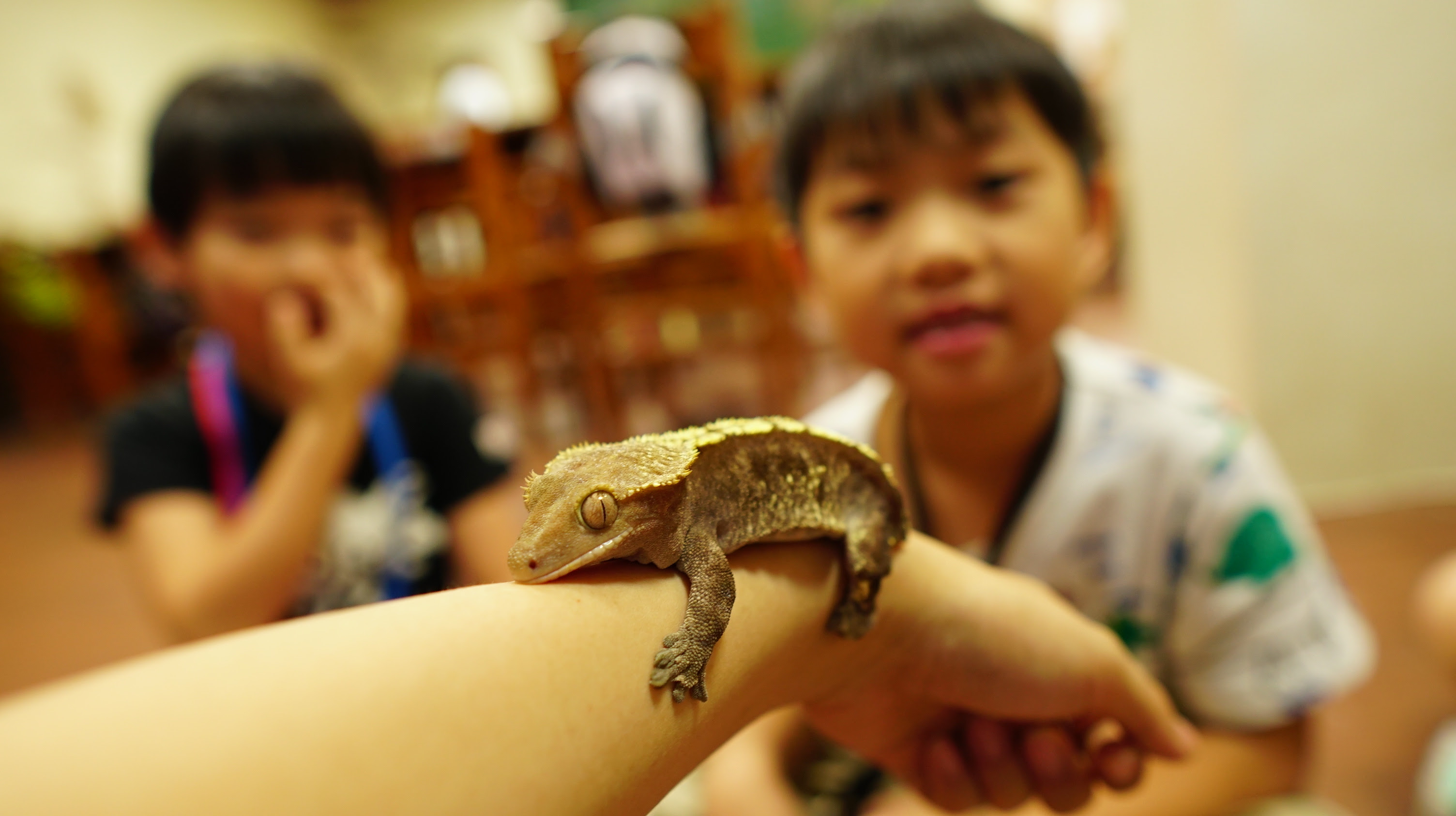 爬蟲動物(8月線上課)