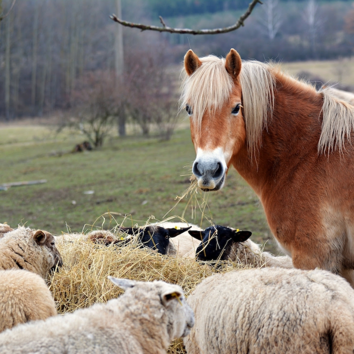 Ivermectin: Horse Hockey Versus Truth