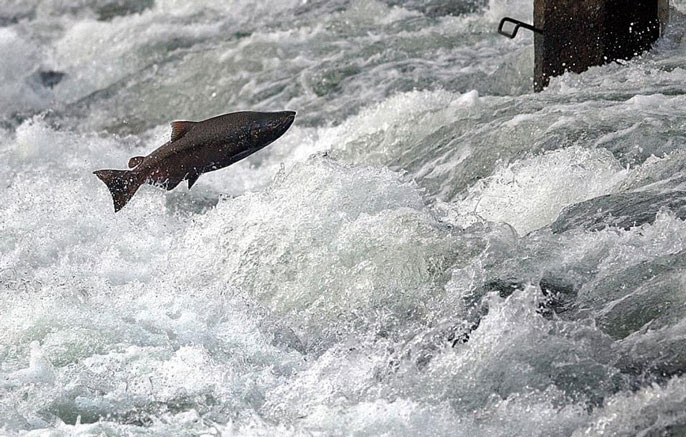 Nearly Half of California’s Native Salmon, Steelhead and Trout on Track to Be Extinct Within 50 Years