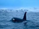 Study: Human activity endangering orcas