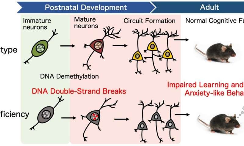 DNA repair supports brain cognitive development