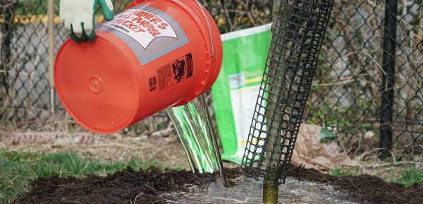 A person uses an orange 5-gallon bucket to water a young tree