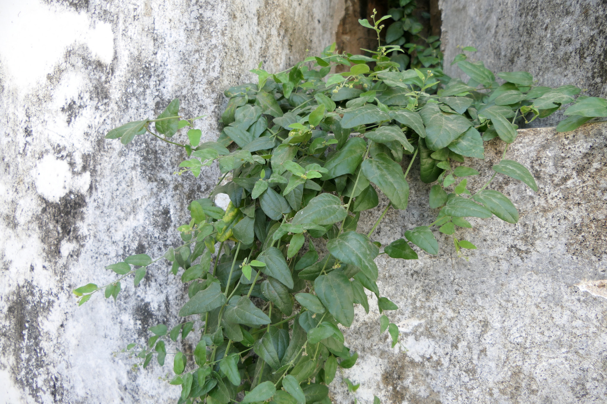 Cocculus hirsutus (L.) W.Theob.