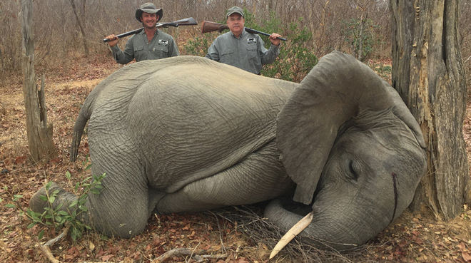Éléphant tué par des chasseurs "en légitime défense" au Zimbabwe