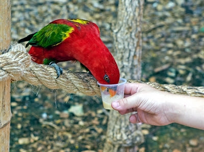 A parrot is fed at
                    the zoo in Jerusalem.